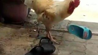 Петел прави секс с джапанки, кокошките му - под карантина ВИДЕО