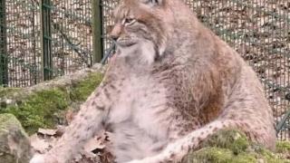 Най-дебелият и щастлив рис беше евтазаниран в Германия СНИМКИ