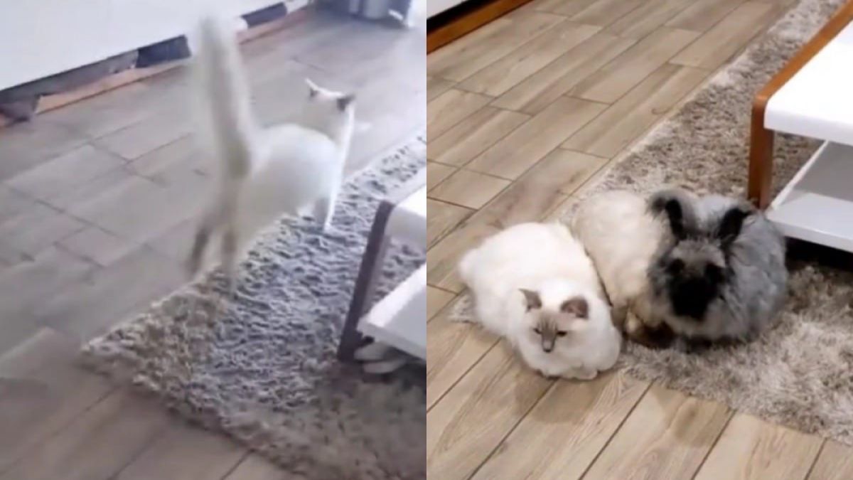 Котка, която е отраснала с домашни зайци, разсмя интернет ВИДЕО