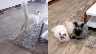 Котка, която е отраснала с домашни зайци, разсмя интернет ВИДЕО