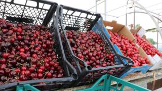 Месото било скъпо? Я вижте черешите СНИМКИ