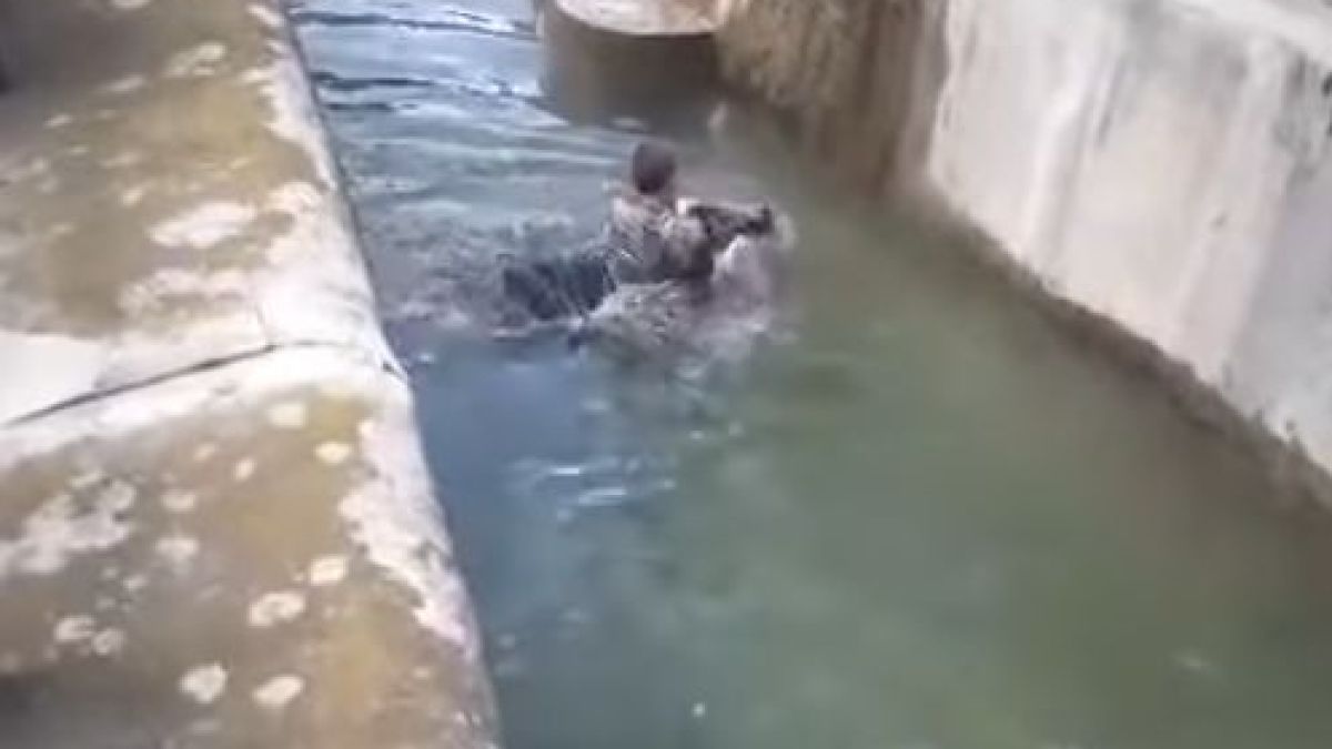Смелчага се намъкна в клетката на мечката и опита да я удави ВИДЕО 