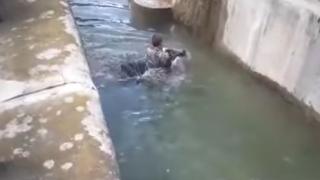 Смелчага се намъкна в клетката на мечката и опита да я удави ВИДЕО 