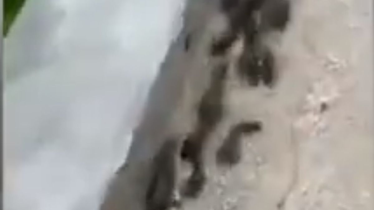 Риби излязоха от водата и плъзнаха по сушата, за да си търсят по-добро място за живот ВИДЕО