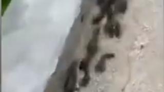 Риби излязоха от водата и плъзнаха по сушата, за да си търсят по-добро място за живот ВИДЕО