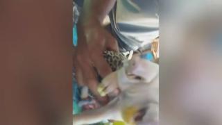 Заснеха на ВИДЕО прасенце мутант с две глави и три очи 