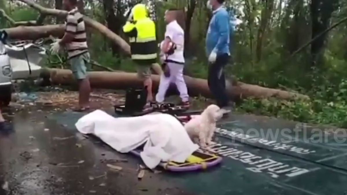 Трогателно: Съсипано от мъка куче пази мъртвата си стопанка, убита от... ВИДЕО 