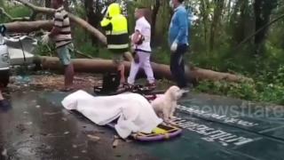Трогателно: Съсипано от мъка куче пази мъртвата си стопанка, убита от... ВИДЕО 