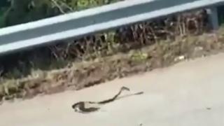 Плъх нападна змия и успя да я прогони ВИДЕО 