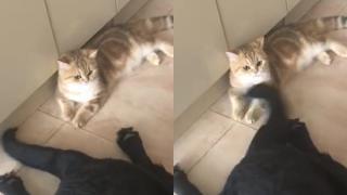 Търпелив котарак показа железни нерви и изуми мрежата ВИДЕО