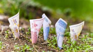 Изгодно: Купуваме ниви през мрежата