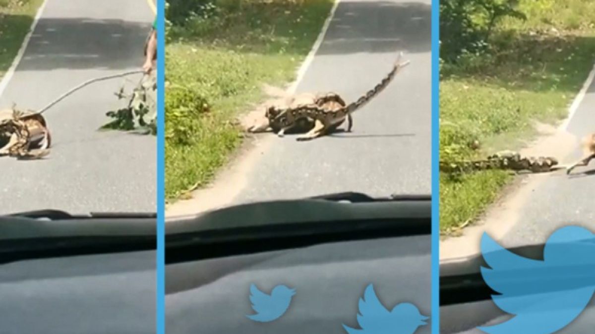 Питон опита да глътне цял елен, но го прецакаха жестоко ВИДЕО 