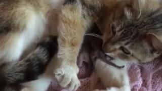 Урок по доброта: Котка умили интернет с грижата си за сурикати ВИДЕО