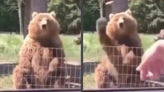 Мечка удиви туристи с движенията си като нинджа ВИДЕО