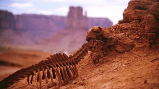 Започналото шесто масово изчезване на животни е потвърдено