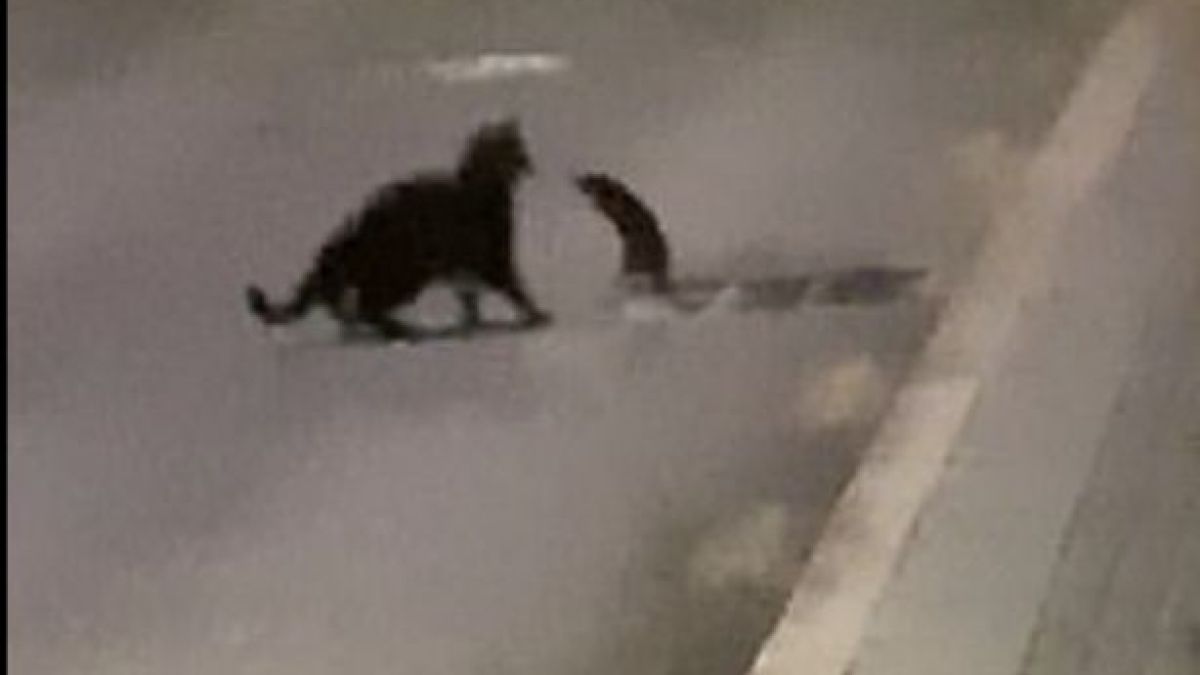 Смел плъх отблъсна голяма черна котка и подлуди мрежата ВИДЕО 