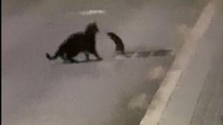 Смел плъх отблъсна голяма черна котка и подлуди мрежата ВИДЕО 