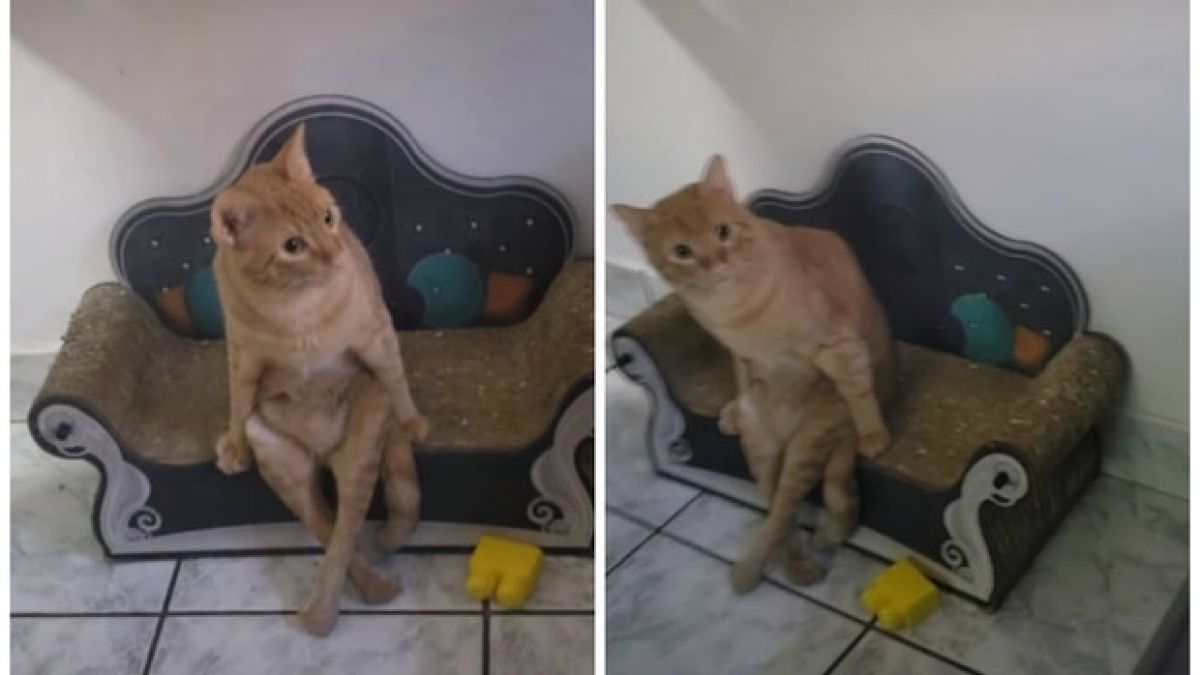 Това котенце умилява с навиците си да седи като човек на диванче ВИДЕО 