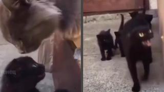 Вижте как разярена майка котка се нахвърли върху котарак ВИДЕО