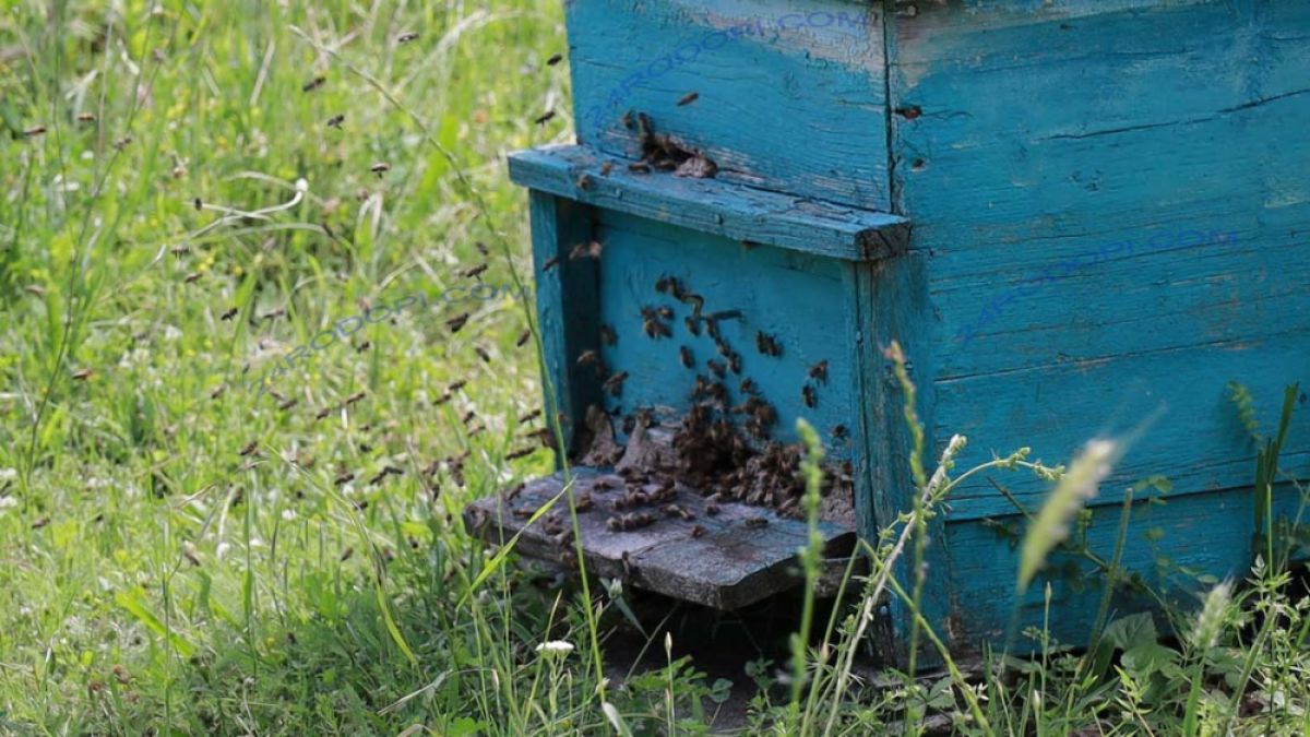 Трагедия: Ужилената от пчели 32-г. родопчанка починала пред очите на цялото семейство!