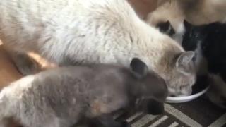 Вижте как хитро лисиче взима цялата храна изпод носа на три котки ВИДЕО