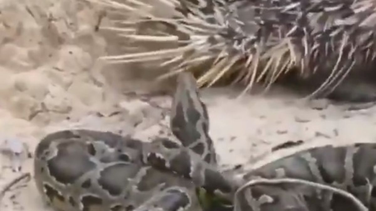 Ожесточена битка между змия и бодливо свинче попадна на ВИДЕО