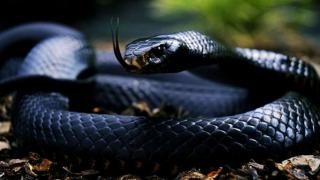 Ужас: Черна мамба ухапа наш лекар и ето какво се случи