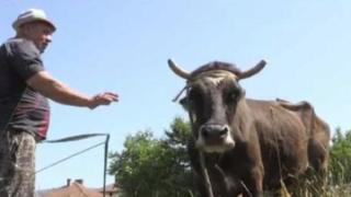 Тъмни облаци надвиснаха над кравата Пенка, която се прочу в цял свят