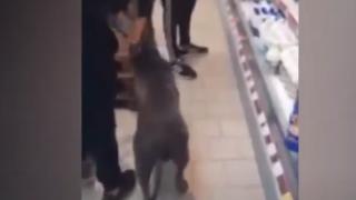Питбул нахлу "на пазар" в пловдивски хипермаркет