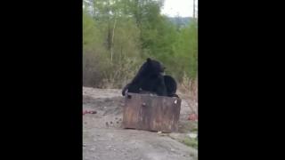 Невъзмутим мечок похапна в двора на къща ВИДЕО