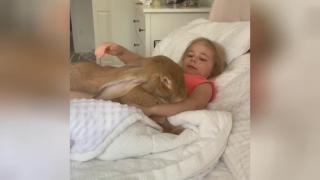 Нежната прегръдка на момиченце с гигантски заек покори мрежата ВИДЕО