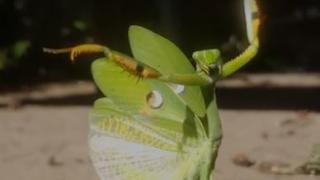 Кунг фу богомолка смая мрежата ВИДЕО 