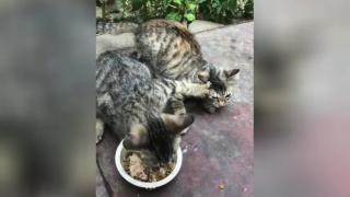 Епичната борба на коте за храна бе запечатана на ВИДЕО