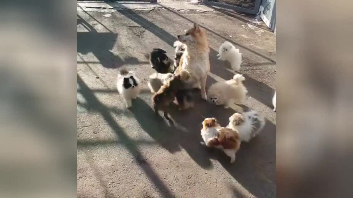 Майка куче, обкръжена от малките си, умили мрежата ВИДЕО