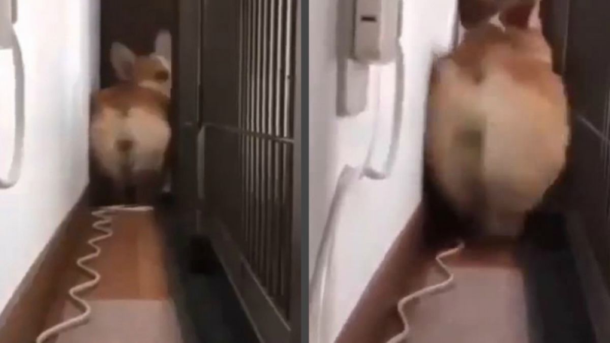 Забавният начин на придвижване на куче разсмя мрежата ВИДЕО
