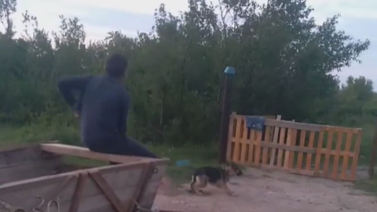 Жестокост: Циганин от Враца впрегна куче в каруца, чаветата го налагат с лопата ВИДЕО