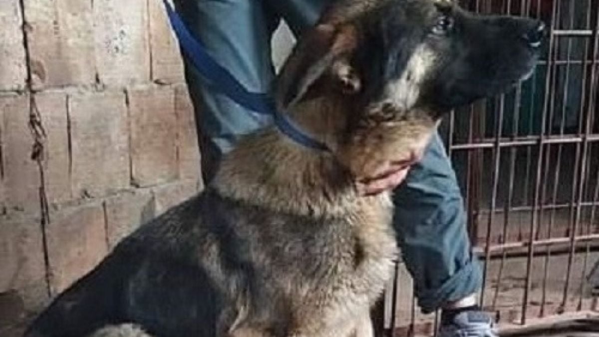 Ето какво се случва с кучето, станало жертва на подивели цигани във Враца 