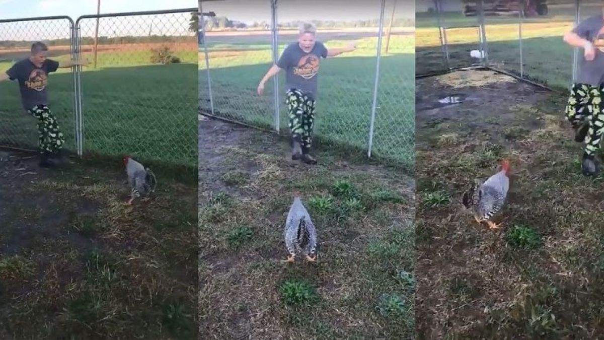 Вижте епичната битка между петел и момче ВИДЕО
