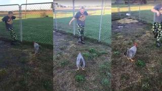 Вижте епичната битка между петел и момче ВИДЕО