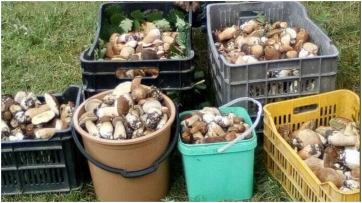 Пловдивчани си докарват луди пари от...