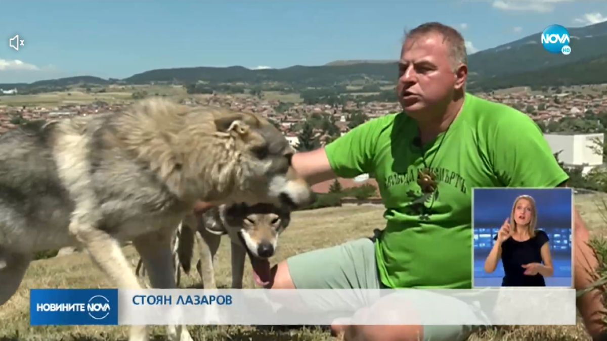 Софиянци с три деца приютиха вълци в апартамента си ВИДЕО