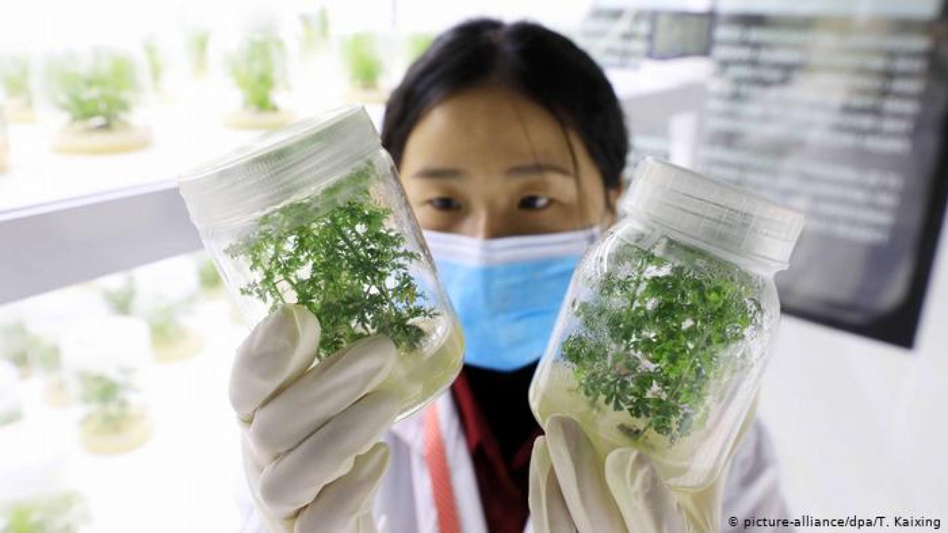 Германски учени сензационно: Кафето и тази билка убиват К-19