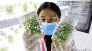 Германски учени сензационно: Кафето и тази билка убиват К-19