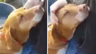 Куче, умоляващо да го вземат от приют, трогна мрежата ВИДЕО