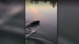 ВИДЕО запечата как мечка със заклещен буркан на глава бе спасена