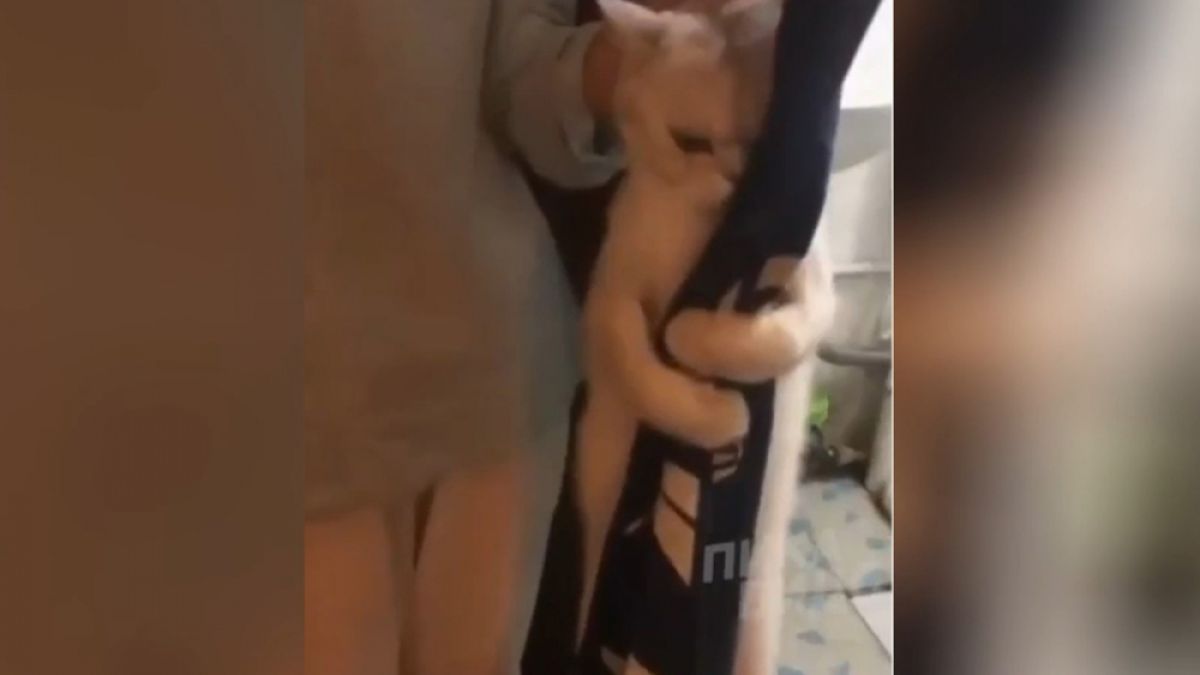 Котарак, който отказва да бъде изкъпан, накара всички в мрежата да се смеят ВИДЕО