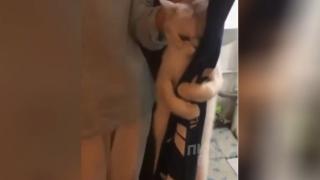 Котарак, който отказва да бъде изкъпан, накара всички в мрежата да се смеят ВИДЕО