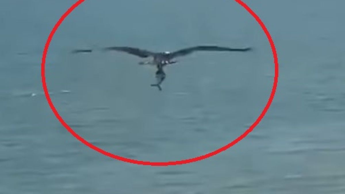 Ще повярвате ли на очите си? Орел награби акула и я... ВИДЕО