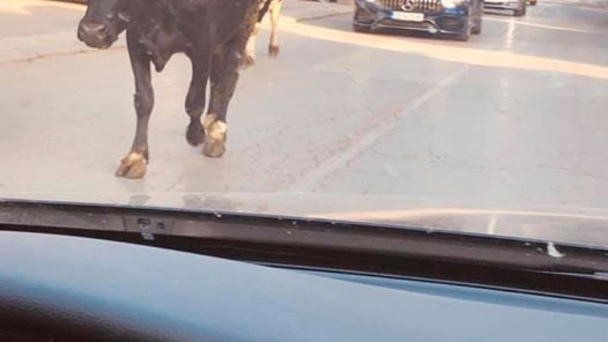 Свободно разхождащи се крави ошашавиха столичните шофьори