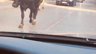 Свободно разхождащи се крави ошашавиха столичните шофьори